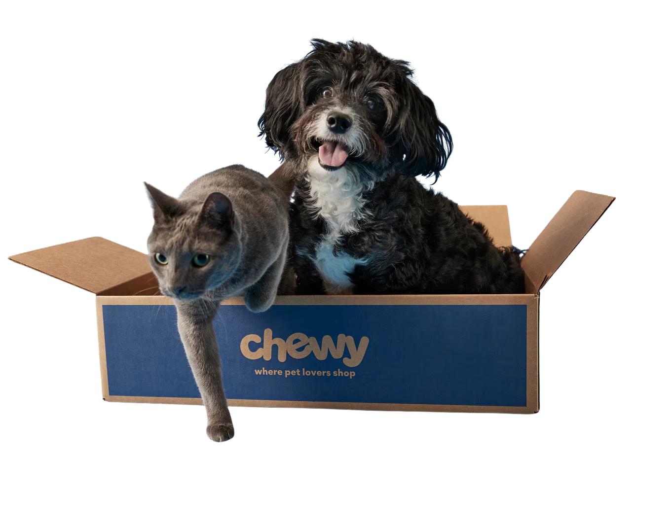 A dog and cat in a Chewy delivery box